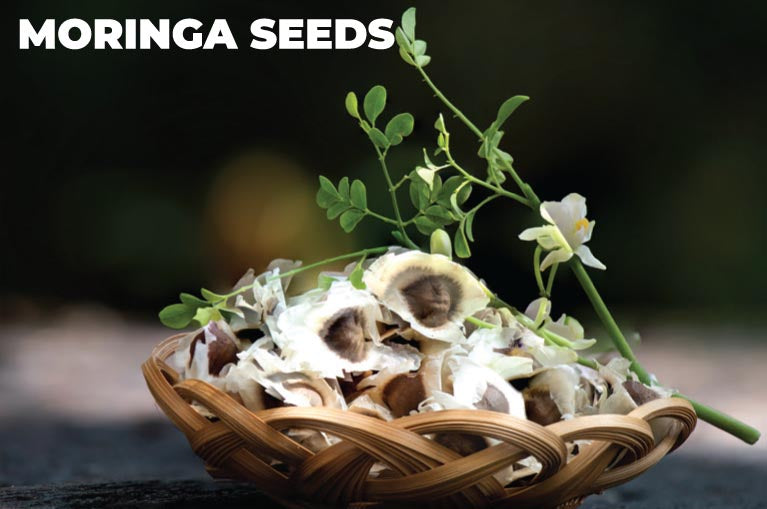 Moringa Seeds