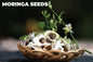 Moringa Seeds
