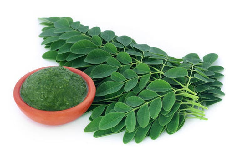 Moringa Fresh Leaves