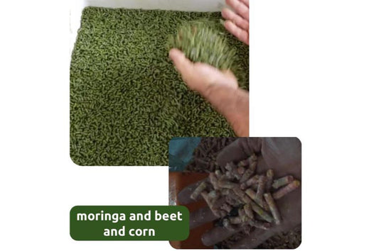 Moringa Silage