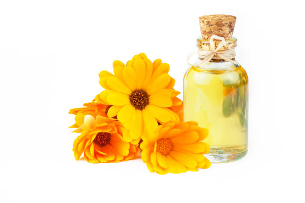 Calendula